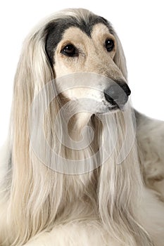 Portrait of Afghan hound dog