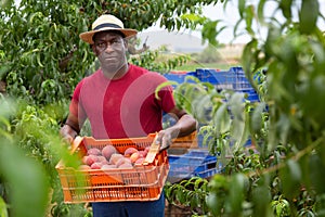 Portrait of african american hired worker with crate of peaches