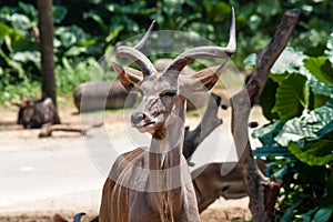 Portrait of African antilope, kudu