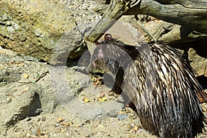 Portrait of African Brush Tailed Porcupine