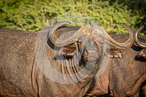 Portrait of an african buffalo or Cape buffalo Syncerus caffer, Madikwe Game Reserve, South Africa.