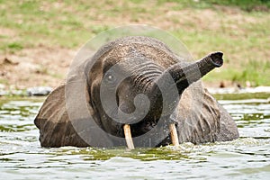Portrait of an African bush elephant baby swimming in the water