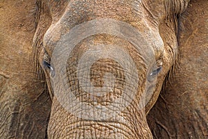Portrait of an African bush elephant in Kruger National park, South Africa
