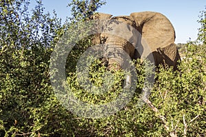 Portrait of an african bush elephant in Kruger Park, South Africa