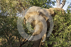 Portrait of an african bush elephant in Kruger Park, South Africa