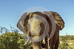 Portrait of an african bush elephant in Kruger Park, South Africa