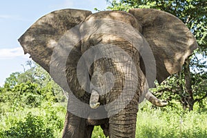 Portrait of african bush elephant standing in savannah