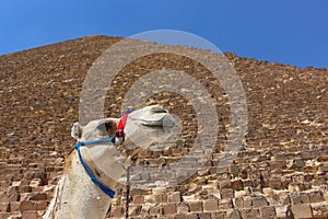 Portrait of an african camel with the pyramids of Giza on soft background