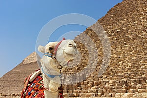 Portrait of an african camel with the pyramids of Giza on soft background