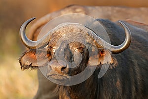 Portrait of an African or Cape buffalo, Kruger National Park, South Africa