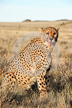 Portrait of an African cheetah guarding its meal