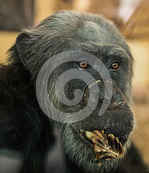 Portrait of african chimpanzee