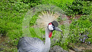 Portrait of an African crane