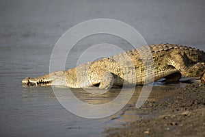 Portrait of african crocodile