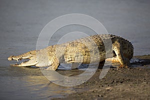 Portrait of african crocodile
