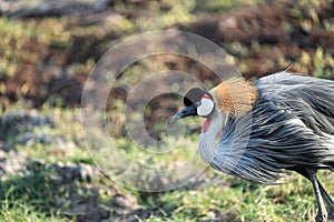 Portrait of an African Crowned Crane - Amboseli National Park Kenya