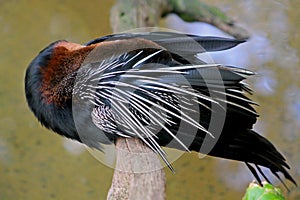 African Darter, Anhinga melanogaster rufa