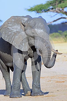 Portrait of an african elephant against a vibrant blue sky and acacia tree in Hwange National Park, Zimbabwe, Southern Africa