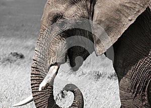 Portrait of african elephant close up. Animal in wildlife