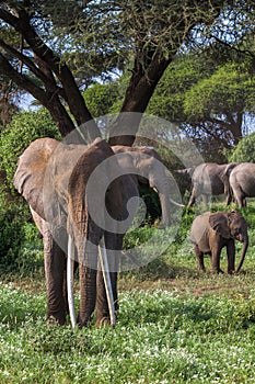 Portrait of african elephant with long tusks. Kenya, Africa