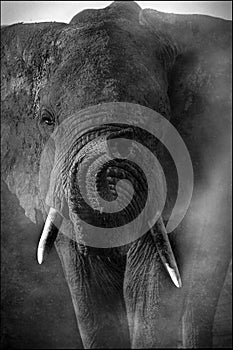 Portrait of an African elephant in monochrome