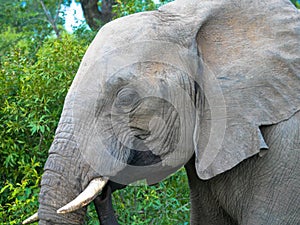 Portrait of an african elephant in natural habitat.