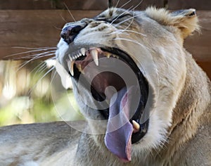 A Portrait of an African Female Zoo Lion Yawning