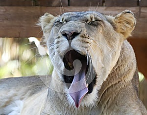 A Portrait of an African Female Zoo Lion Yawning