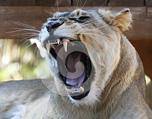 A Portrait of an African Female Zoo Lion Yawning