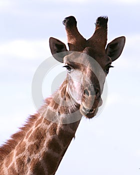 Portrait of an African Giraffe