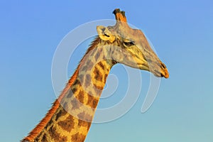 Giraffe portrait blue sky