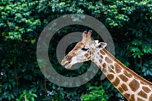 Portrait of an African giraffe  Giraffa camelopardalis,  an African even-toed ungulate mammal, the tallest living terrestrial