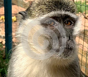 Portrait of african green monkey or vervet