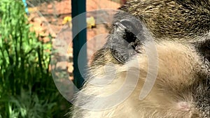 Portrait of African green monkey or vervet Chlorocebus aethiops.