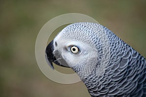Portrait of an African grey which is a good mimic and talker