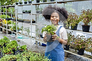 Portrait of African kid is choosing vegetable and parsley herb plant from the local garden center nursery with summer plant for