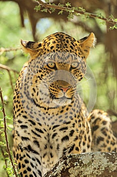 Portrait of an African Leopard in an Acacia tree