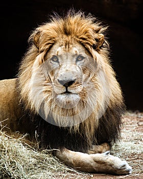 Portrait of African lion