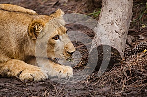 Portrait of African lion cub play stalking