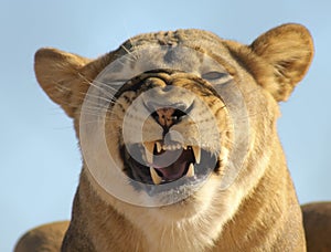 A Portrait of an African Lion Female Snarling photo