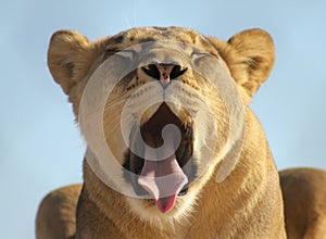 A Portrait of an African Lion Female Yawning