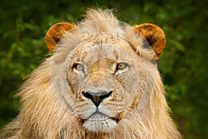 Portrait of African lion, Panthera leo, detail of big animal, evening sun, Chobe National Park, Botswana, South Africa. Big cat in