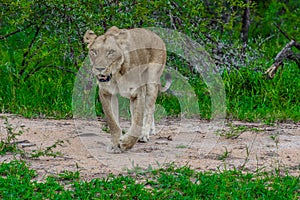 Portrait of an African lioness in bush stalking during a safari experience in Kruger national park