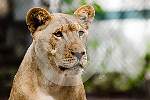 Portrait of African lioness lion