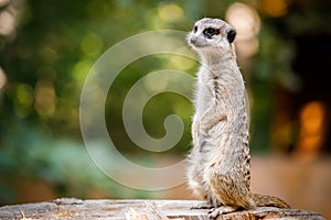 Portrait of an African meerkat
