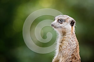 Portrait of an African meerkat