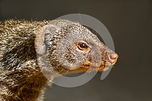 Portrait of an African mongoose sitting close