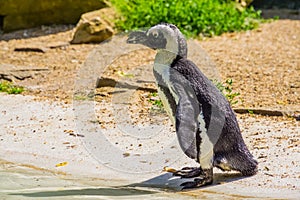 Portrait of a african penguin on land, flightless bird from Africa, Endangered animal specie