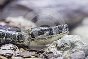 Portrait of an African rock python
