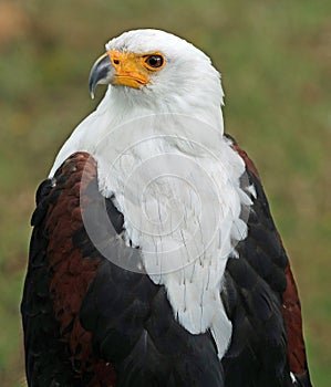 Portrait of an African Sea Eagle